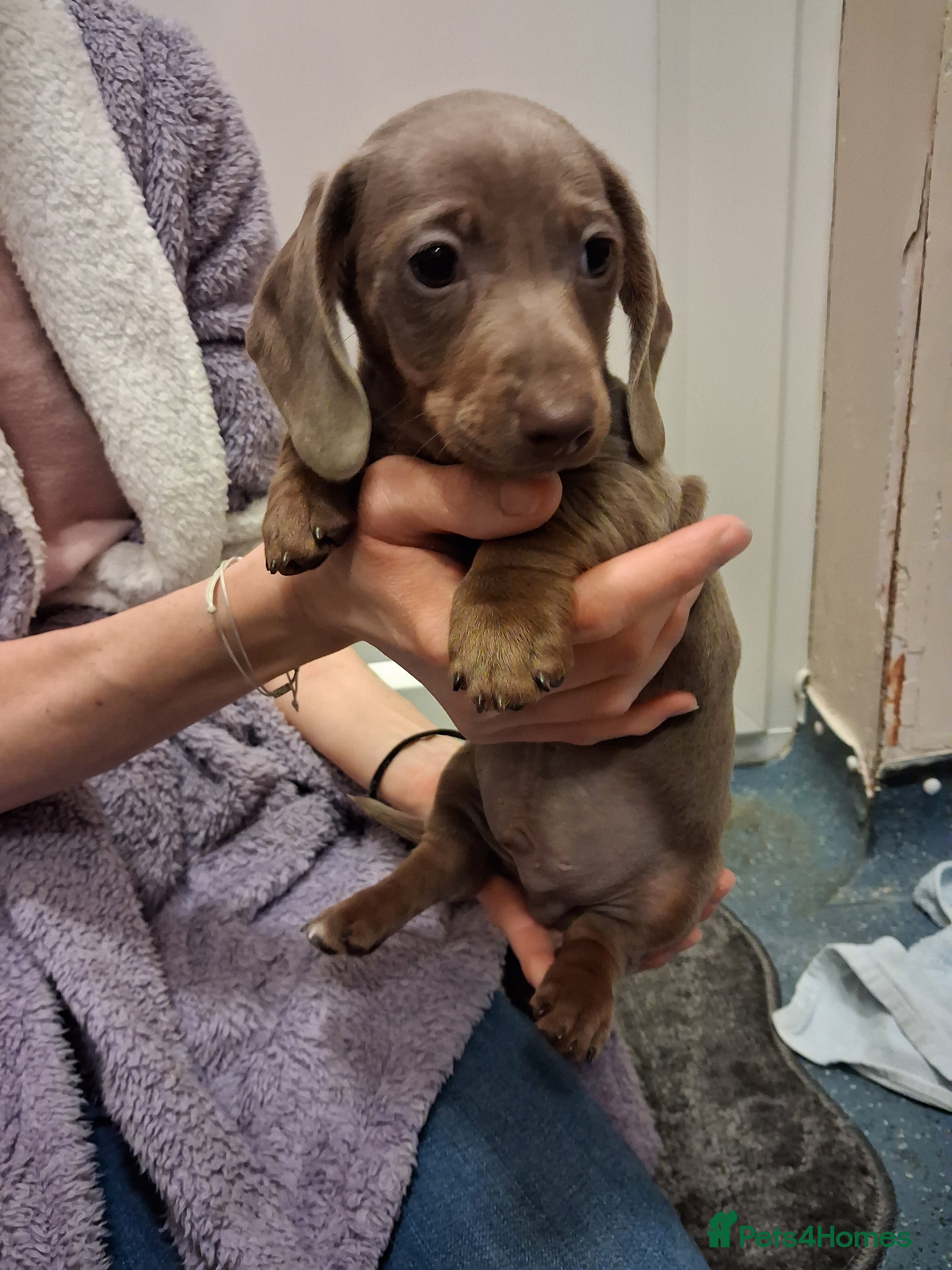 Dachshund dogs Miniature dashound - Advert 8