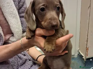 Dachshund dogs Miniature dashound - Advert 8