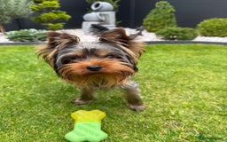 Yorkshire Terrier dogs for sale: Miniature Yorkshire terrier boy  - Image 4