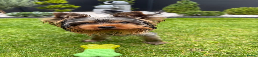 Yorkshire Terrier Puppy 1