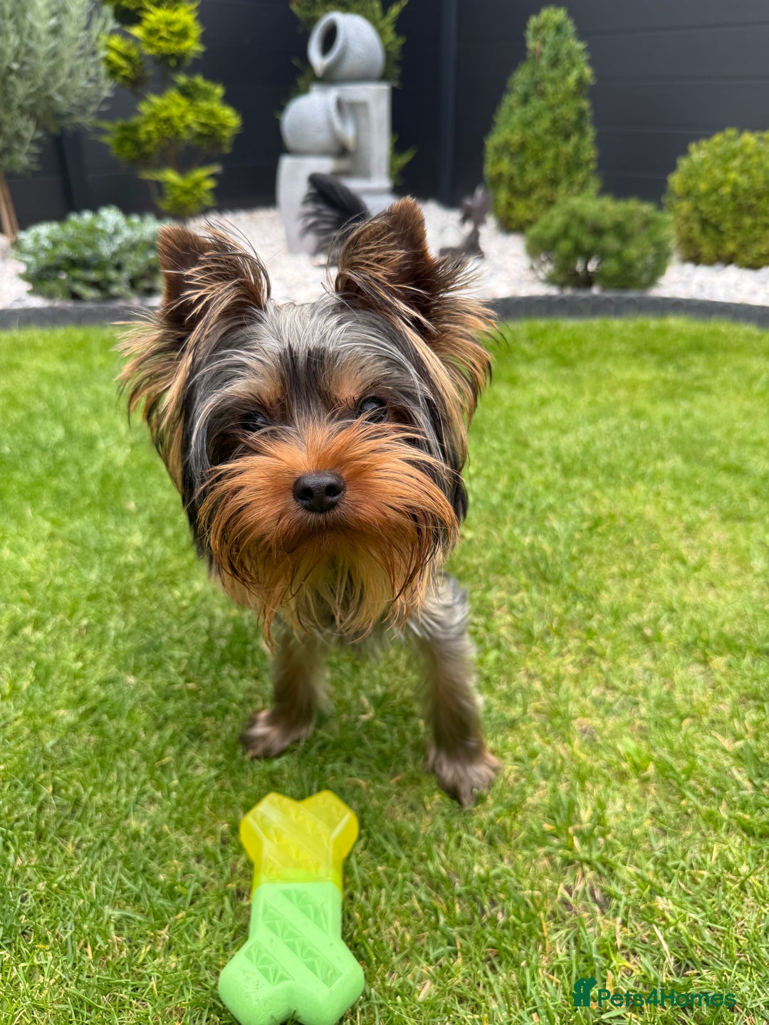 Yorkshire Terrier dogs for sale: Miniature Yorkshire terrier boy  - Image 4