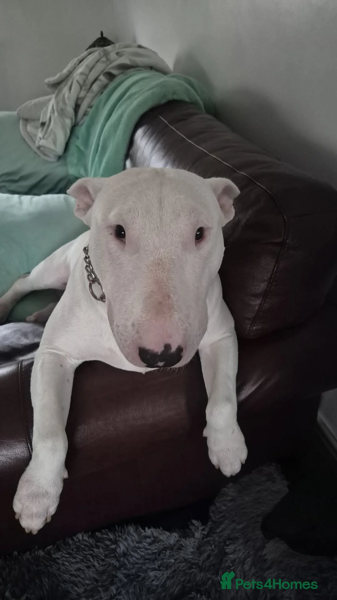 English Bull Terrier dogs for stud: Axel englishbull terrier - Advert 2