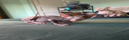 Sphynx cats for sale: Sphynx / Devon Rex Mix Kittens Ready Homes - Advert 31