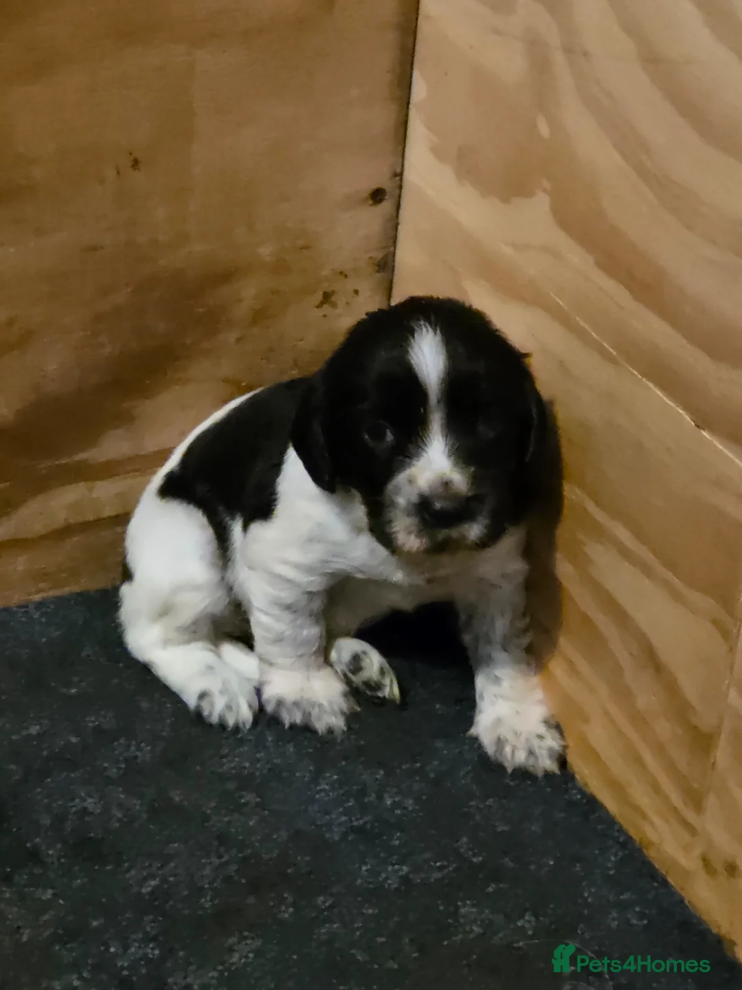 Sprocker dogs for sale: Sprocker puppies for sale  in Holyhead - Advert 2
