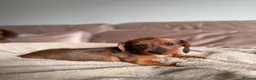 Miniature Dachshund dogs for sale: KC registered Miniature dachshunds red&shaded red - Advert 7
