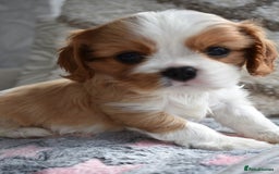 Cavalier King Charles Spaniel dogs for sale: READY NOW Fully tested, including MRI Scan - Image 12