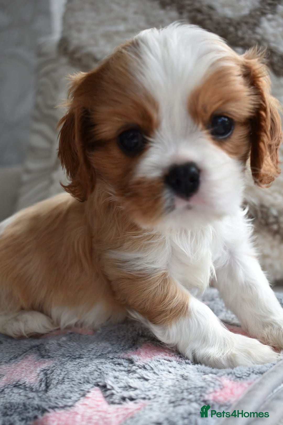 Cavalier King Charles Spaniel dogs for sale: READY NOW Fully tested, including MRI Scan - Image 12