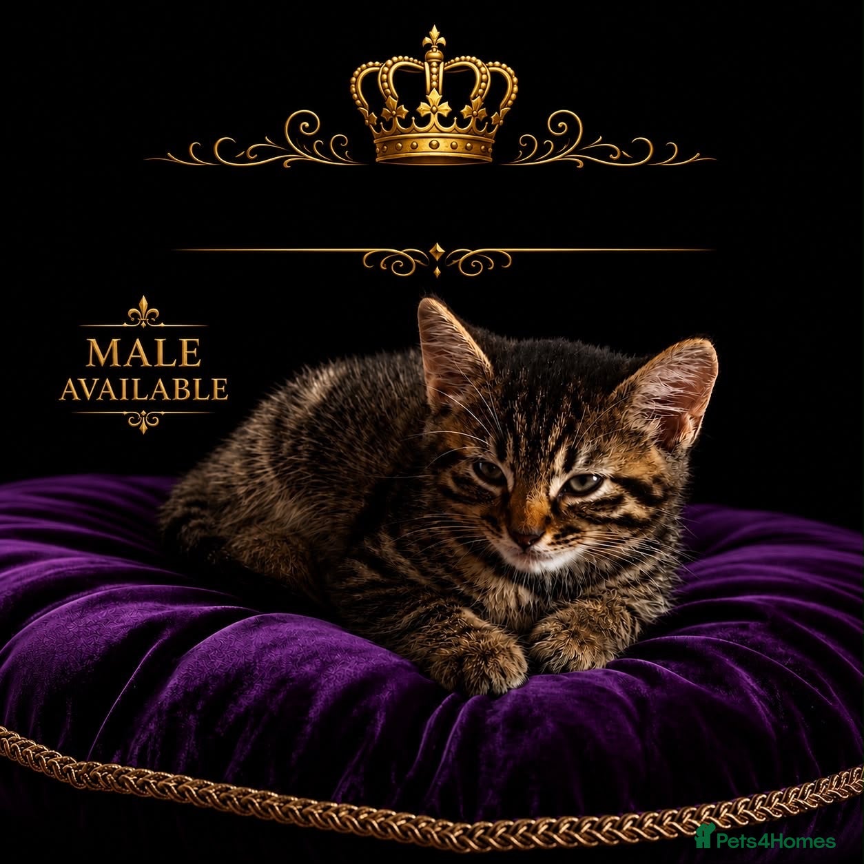 Mixed Breed cats Bengal x mixed litter - Advert 13