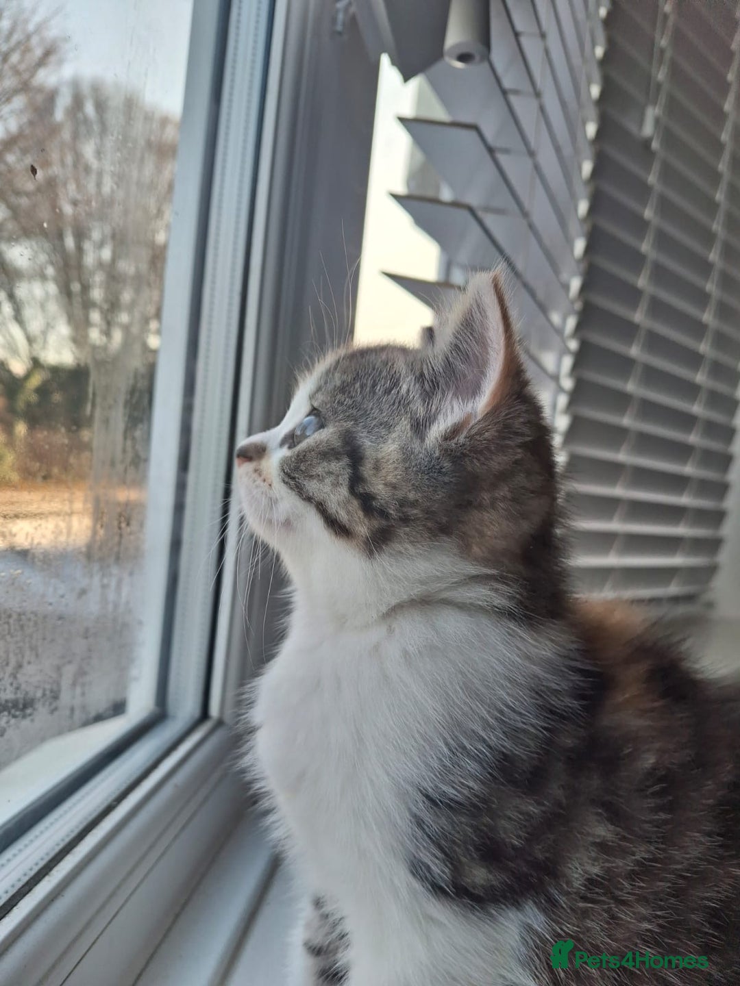 Scottish Fold cats for sale: Scottish fold - Advert 2