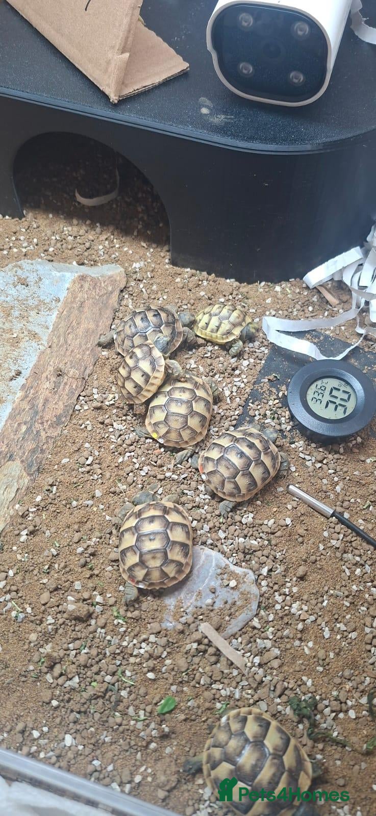 Tortoise reptiles Spur Thighed baby tortoises - Advert 1