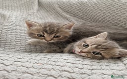 Ragdoll cats for sale: Ragdoll cross British kittens - Image 1