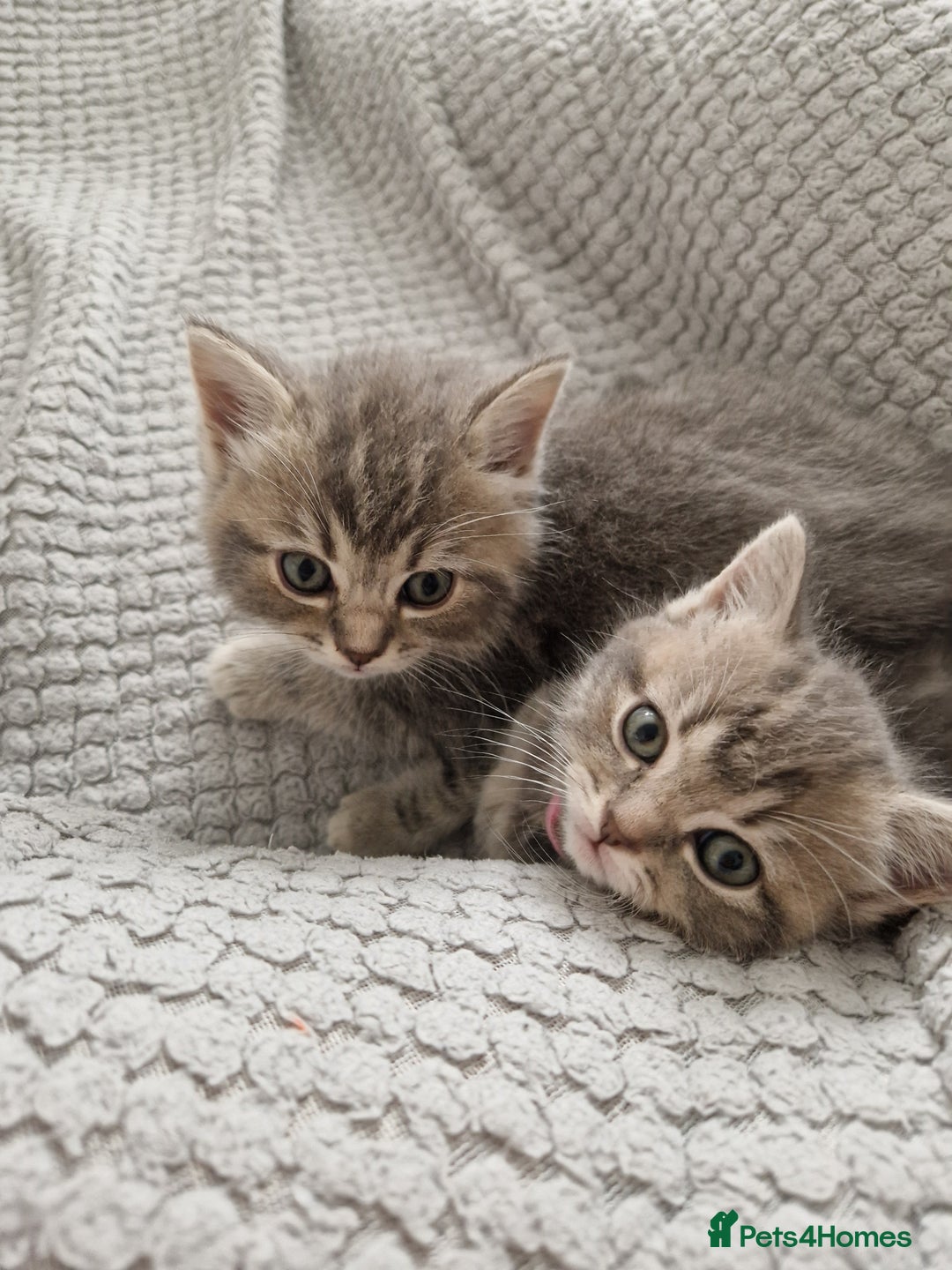 Ragdoll cats for sale: Ragdoll cross British kittens - Image 1