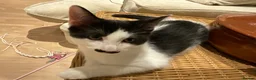 Domestic Shorthair cats for sale: 4 Beautiful Kittens Ready for their Forever Homes - Advert 24