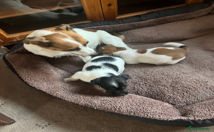 Jack Russell dogs - Advert 1