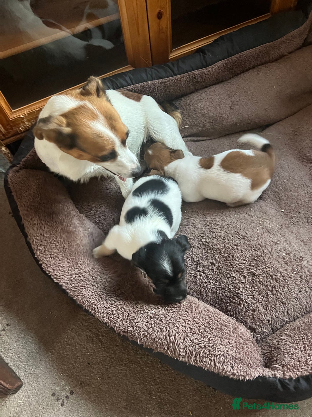 Jack Russell dogs for sale: Jack Russell pups - Image 1