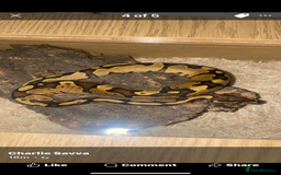 Python Snake reptiles for sale: Royal ball python  - Image 2