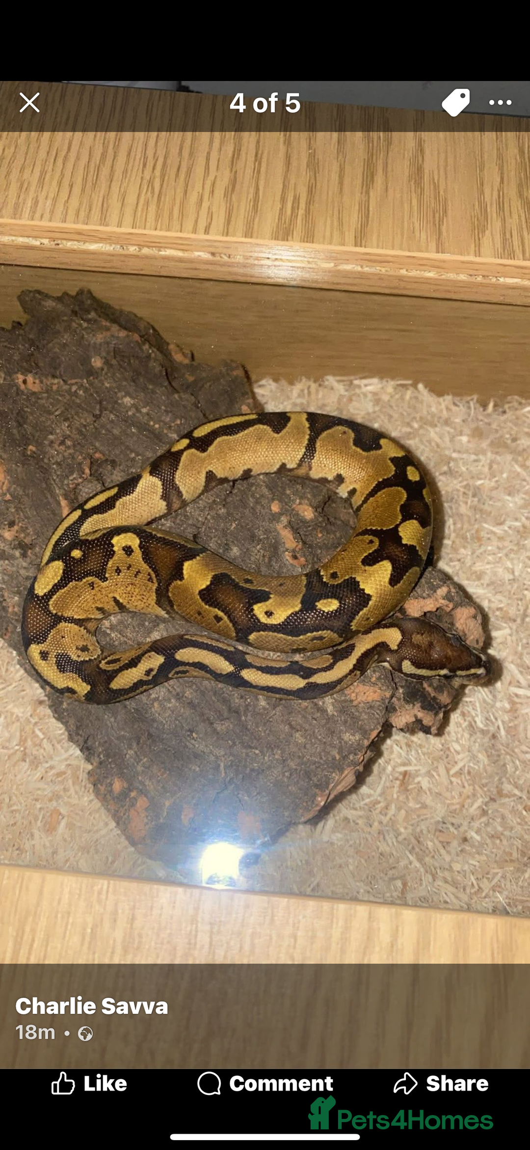 Python Snake reptiles for sale: Royal ball python  - Image 2