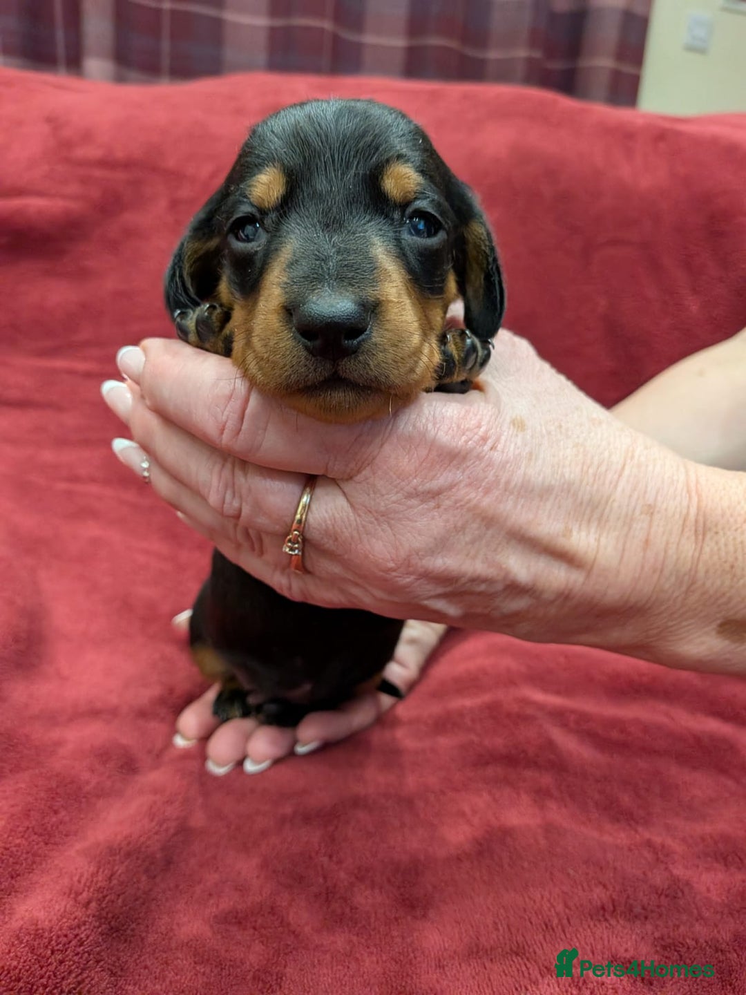 Dachshund dogs for sale: Dachshund puppies (Inbetweenies) - Advert 6
