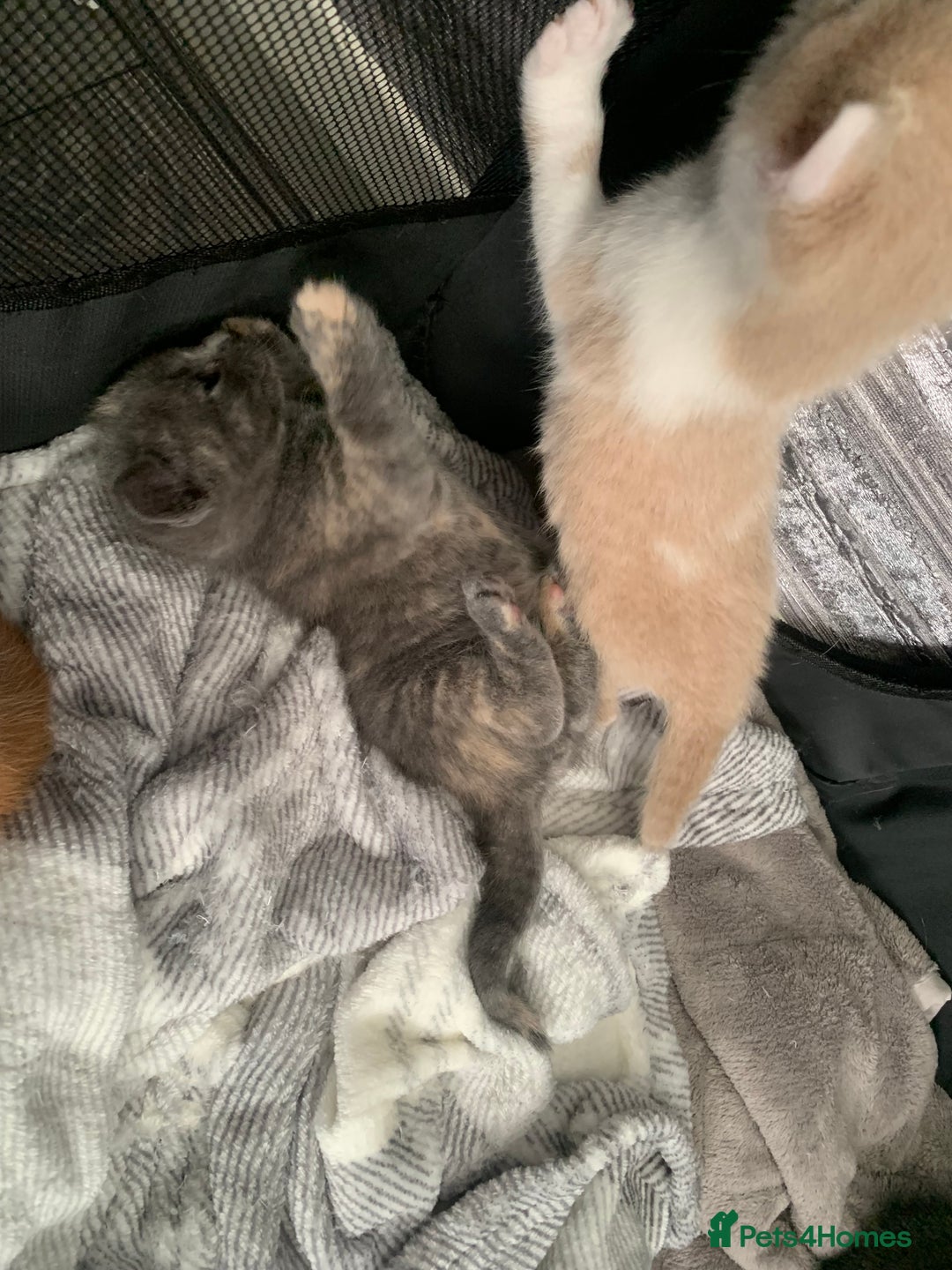 Mixed Breed cats for sale: 5 beautiful mixed British short hair  ✨ - Image 19