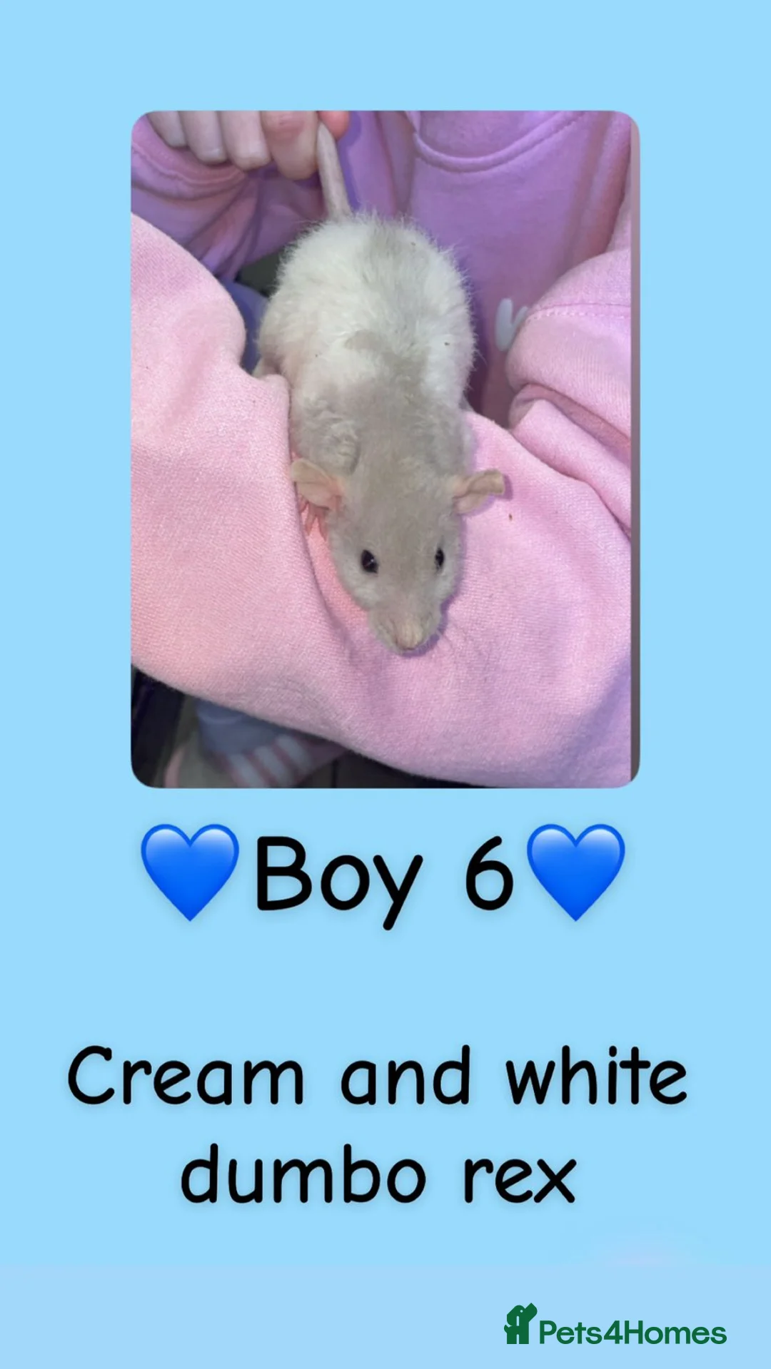 Rat rodents for sale: Beautiful baby rats looking for forever homes! - Advert 11