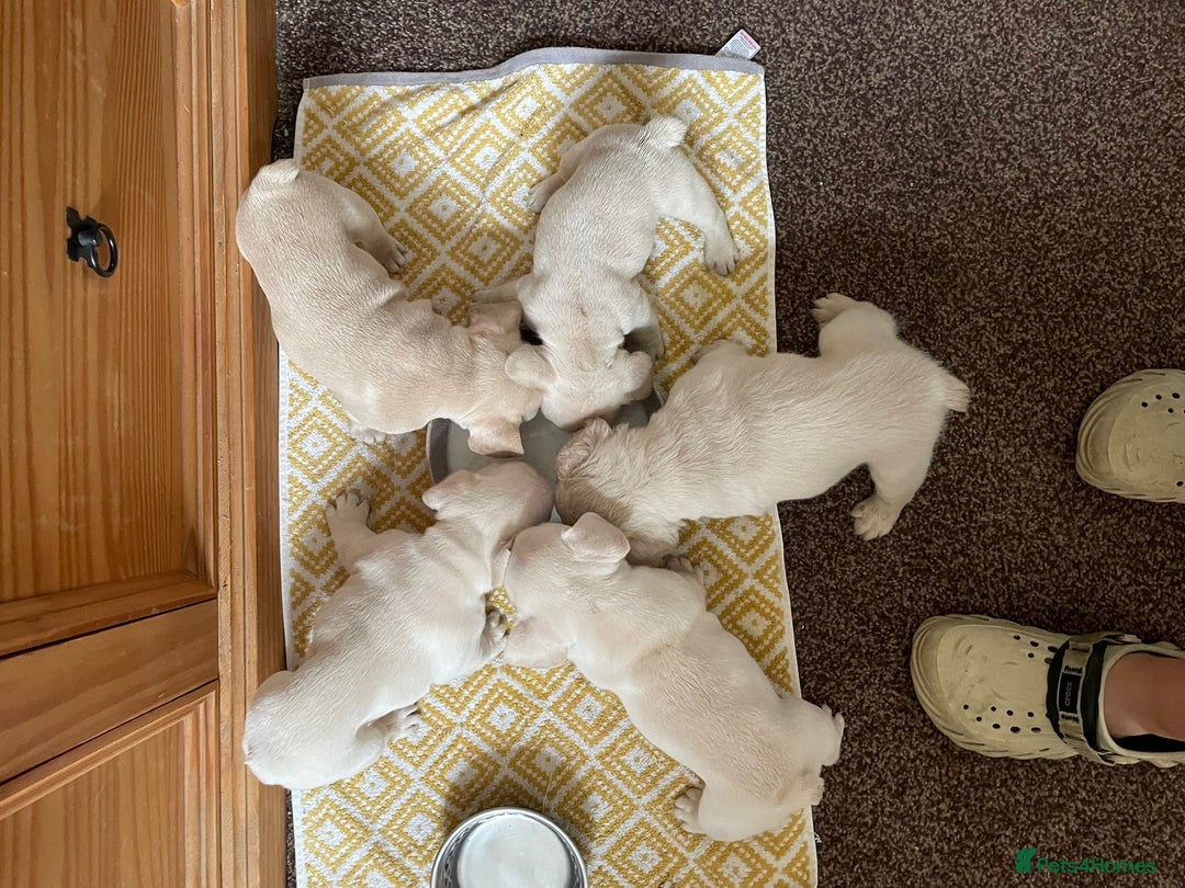 French Bulldog dogs for sale: KC Platinum French Bulldog Boy–Carrying Fluffy 🐾 - Image 8