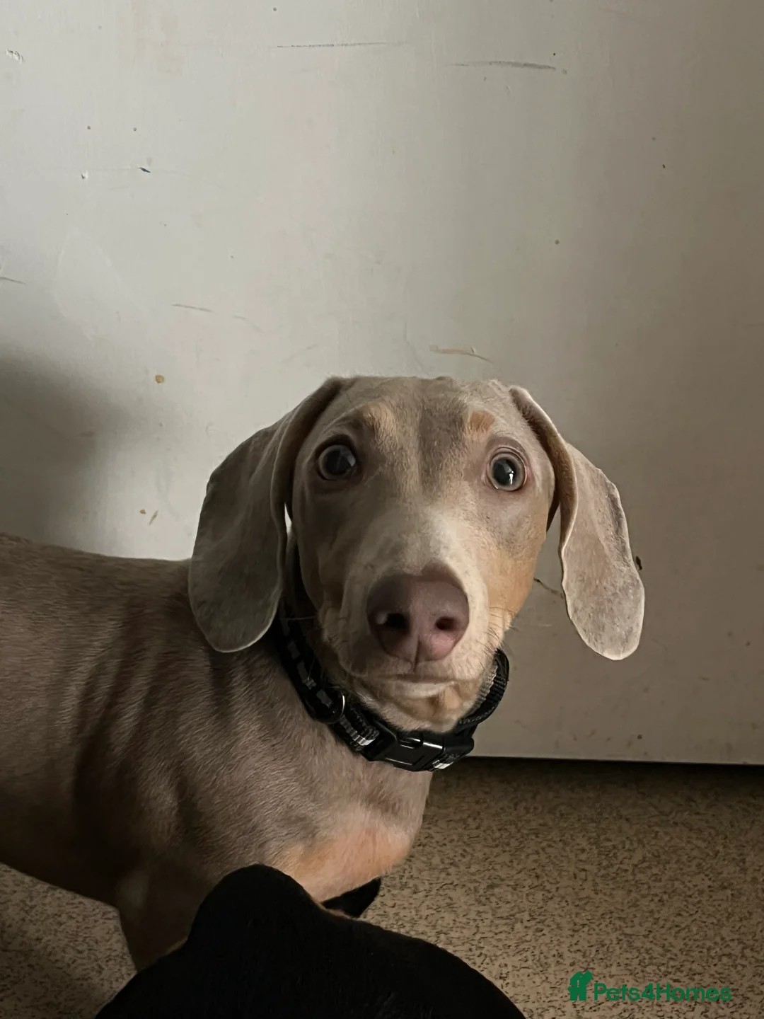 Miniature Dachshund dogs for stud: Miniature dachshund for stud - Isabella & Tan - Advert 7