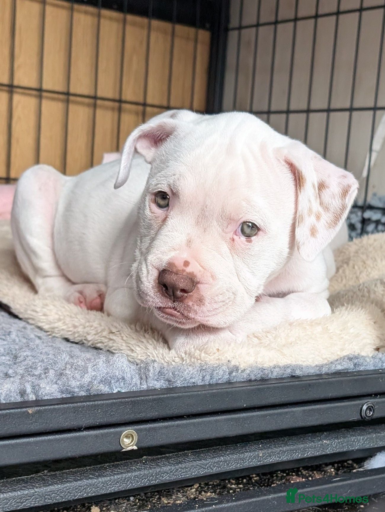 American Bulldog dogs Johnson American bulldog puppies - Advert 2
