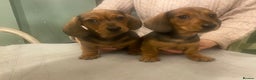 Dachshund dogs for sale: Mrs Margaret Davey - Advert 2