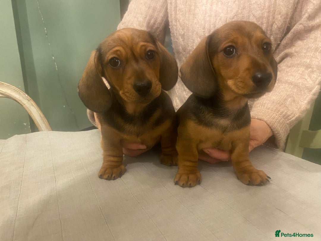 Dachshund dogs for sale: Mrs Margaret Davey - Advert 2