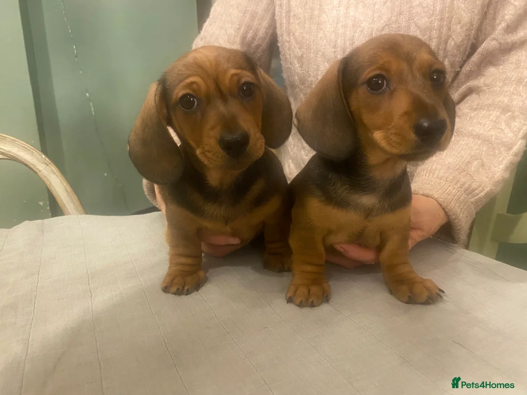 Dachshund dogs for sale: Mrs Margaret Davey - Advert 2