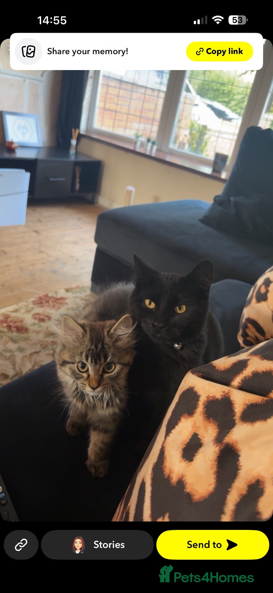 Mixed Breed cats Male cat available - Advert 4