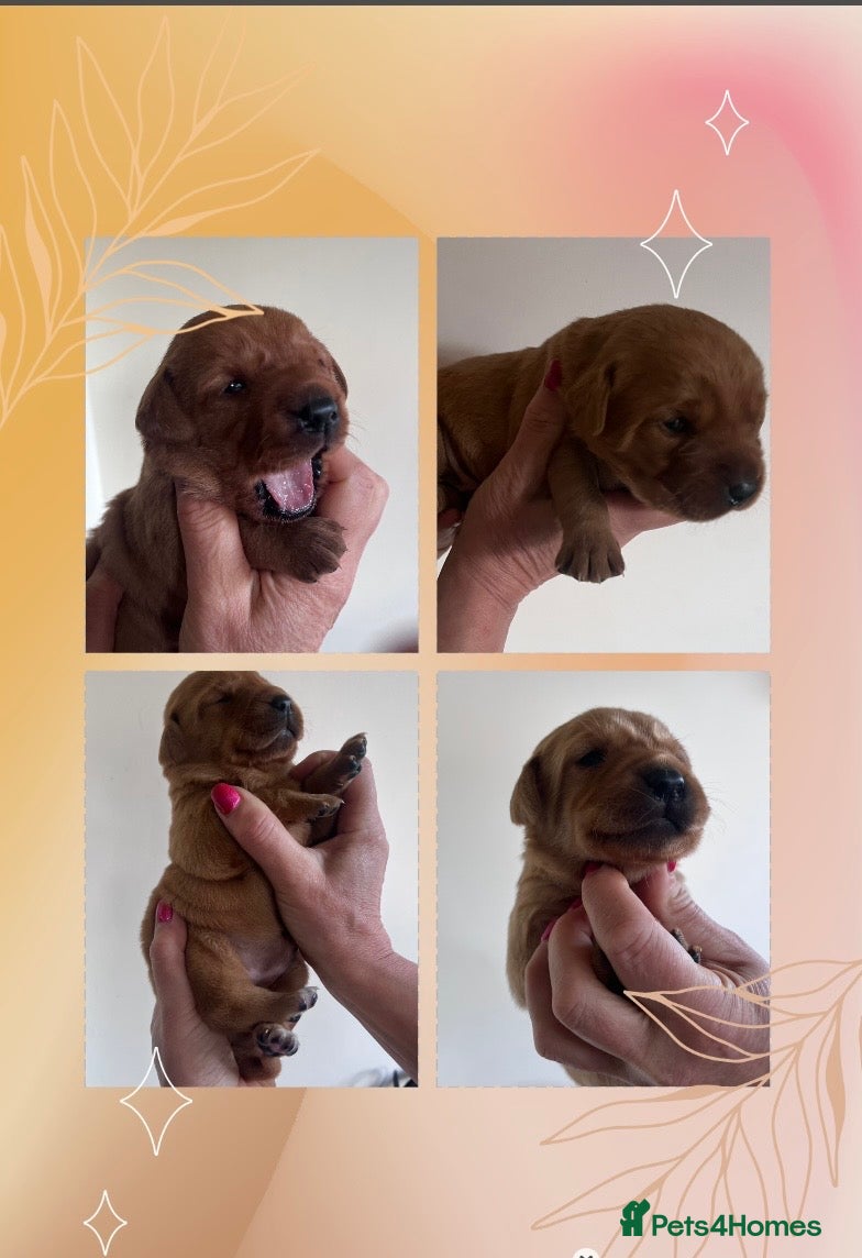 Labrador Retriever dogs KC fox red & yellow labrador pups health tested - Advert 1
