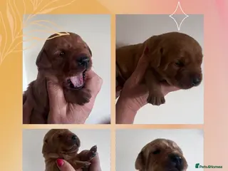 Labrador Retriever dogs KC fox red & yellow labrador pups health tested - Advert 3