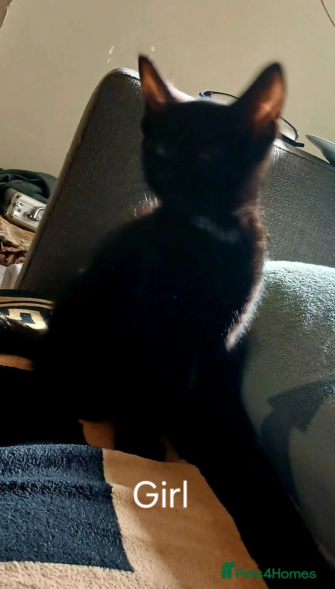 Mixed Breed cats for sale: For sale  - Advert 2