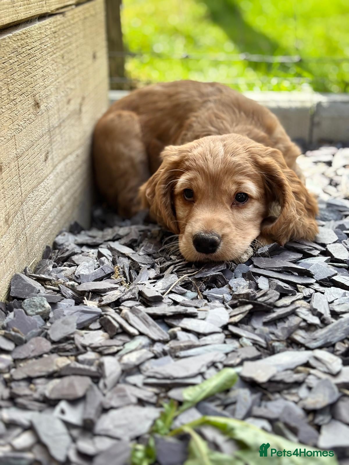 Cocker Spaniel dogs Kc reg working cocker puppies - Advert 16