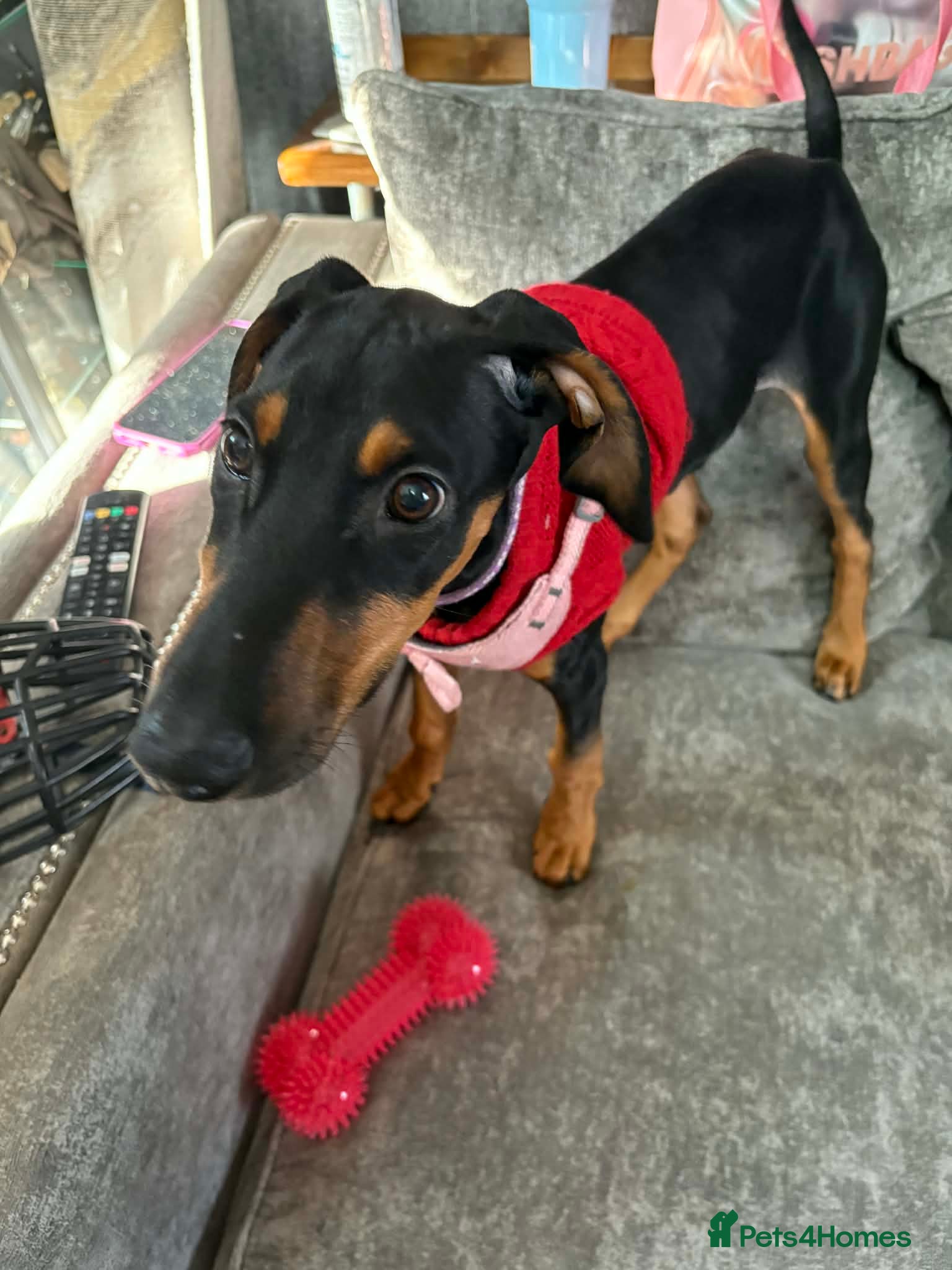 Mixed Breed dogs Myla Lurcher x Doberman - Advert 2