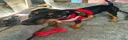 Mixed Breed dogs for sale: Myla Lurcher x Doberman - Advert 1