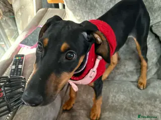 Mixed Breed dogs Myla Lurcher x Doberman - Advert 3