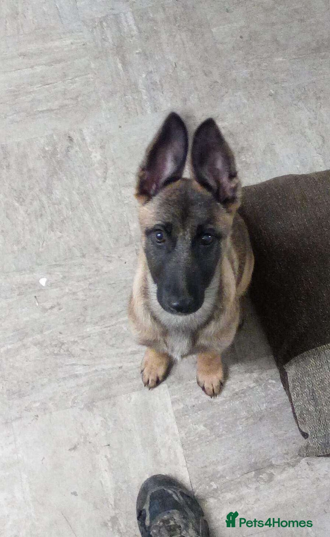Belgian Shepherd Dog dogs for sale: Belgian Mali  - Image 5