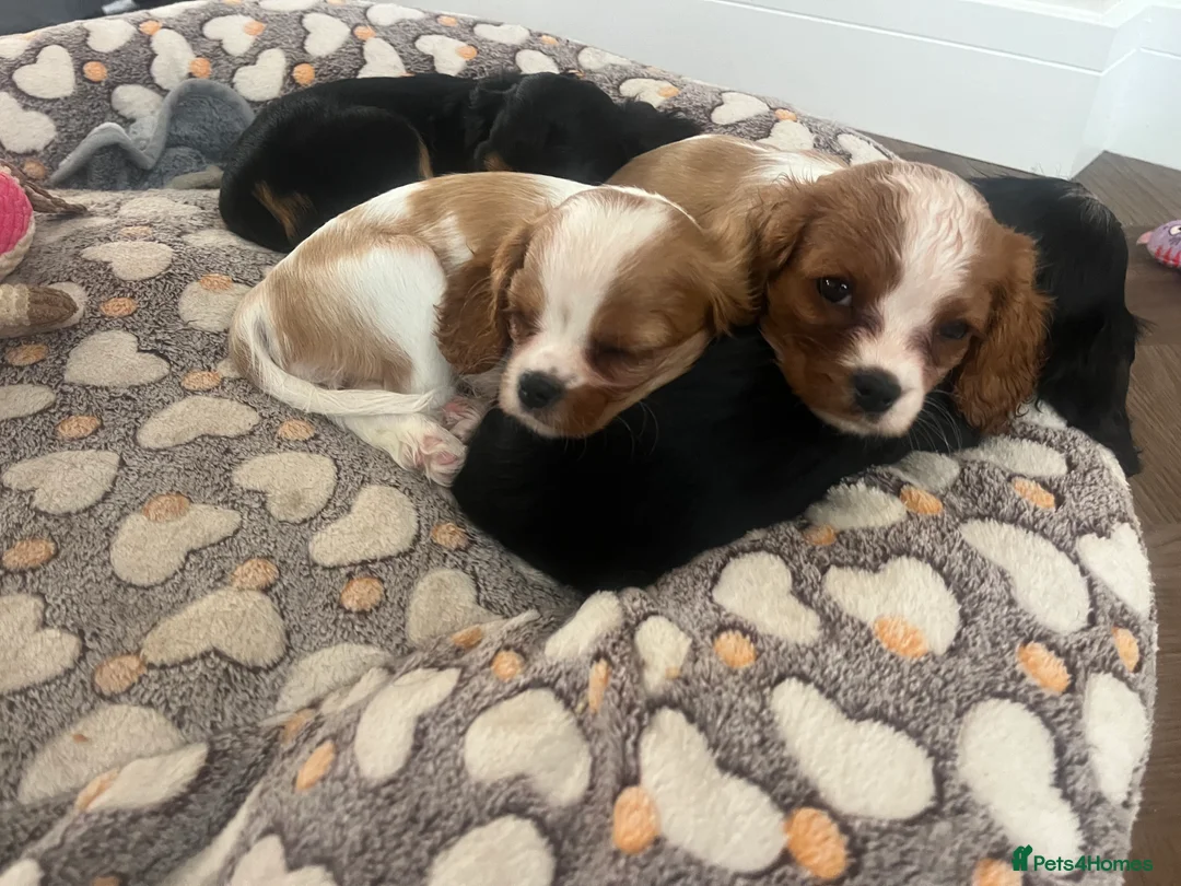 Cavalier King Charles Spaniel dogs for sale: Ready to leave now- KC Reg CKCS Blenheim Girl - Advert 1