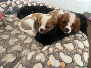 Cavalier King Charles Spaniel dogs Ready to leave now- KC Reg CKCS Blenheim Girl - Advert 13