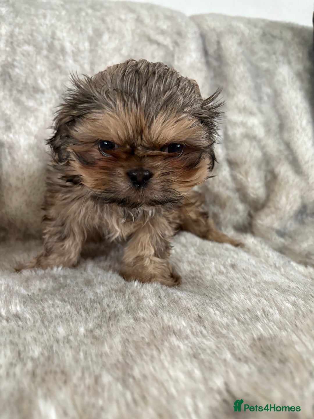 Shih Tzu dogs for sale: Reduced Ready now imperial Shihtzu  - Advert 13