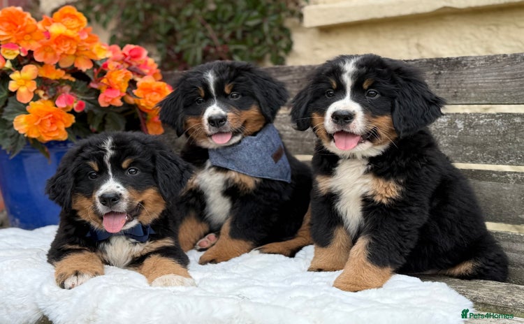 Bernese Mountain Dog dogs - Advert 2