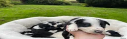 Border Collie dogs for sale: Beautiful Border Collie Puppies in Grassington - Advert 7
