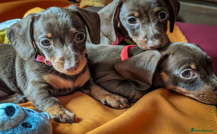 Miniature Dachshund dogs - Advert 3