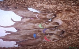 Cavapoo dogs for sale: Beautiful F1 cavapoo puppies - Image 17