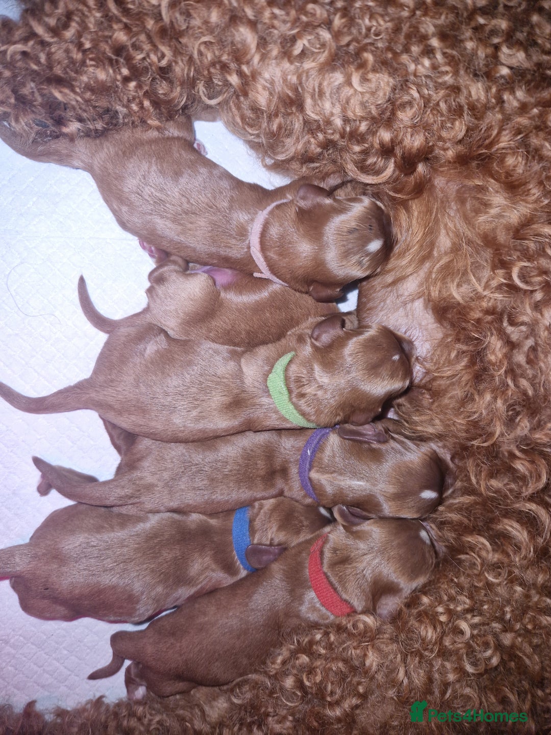 Cavapoo dogs for sale: Beautiful F1 cavapoo puppies - Image 17