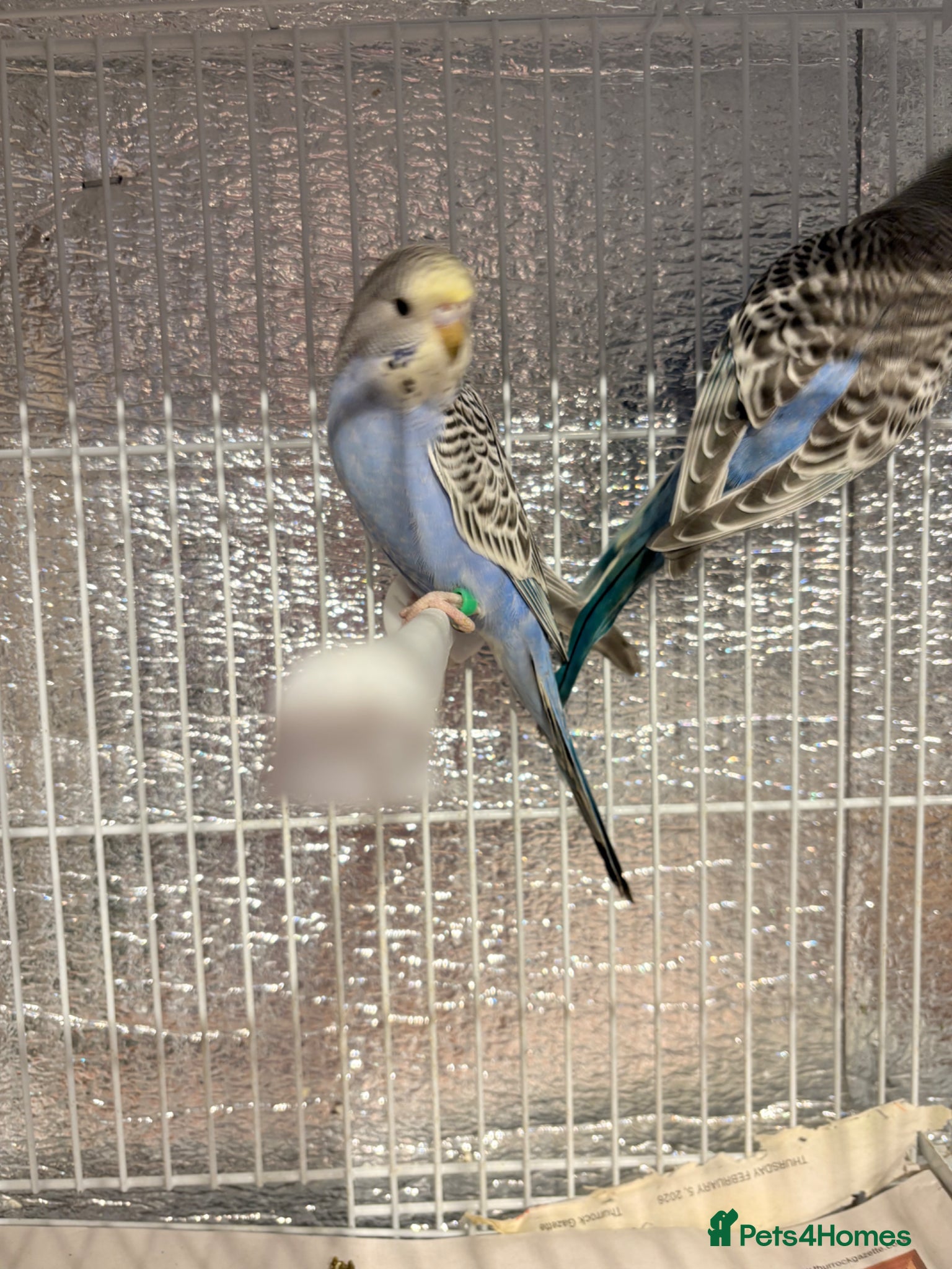 Budgerigars birds Baby budgies  - Advert 11