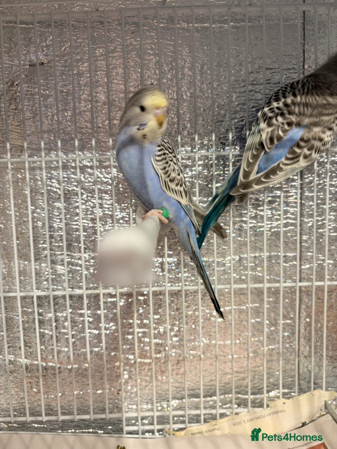 Budgerigars birds for sale: Baby budgies  - Advert 1