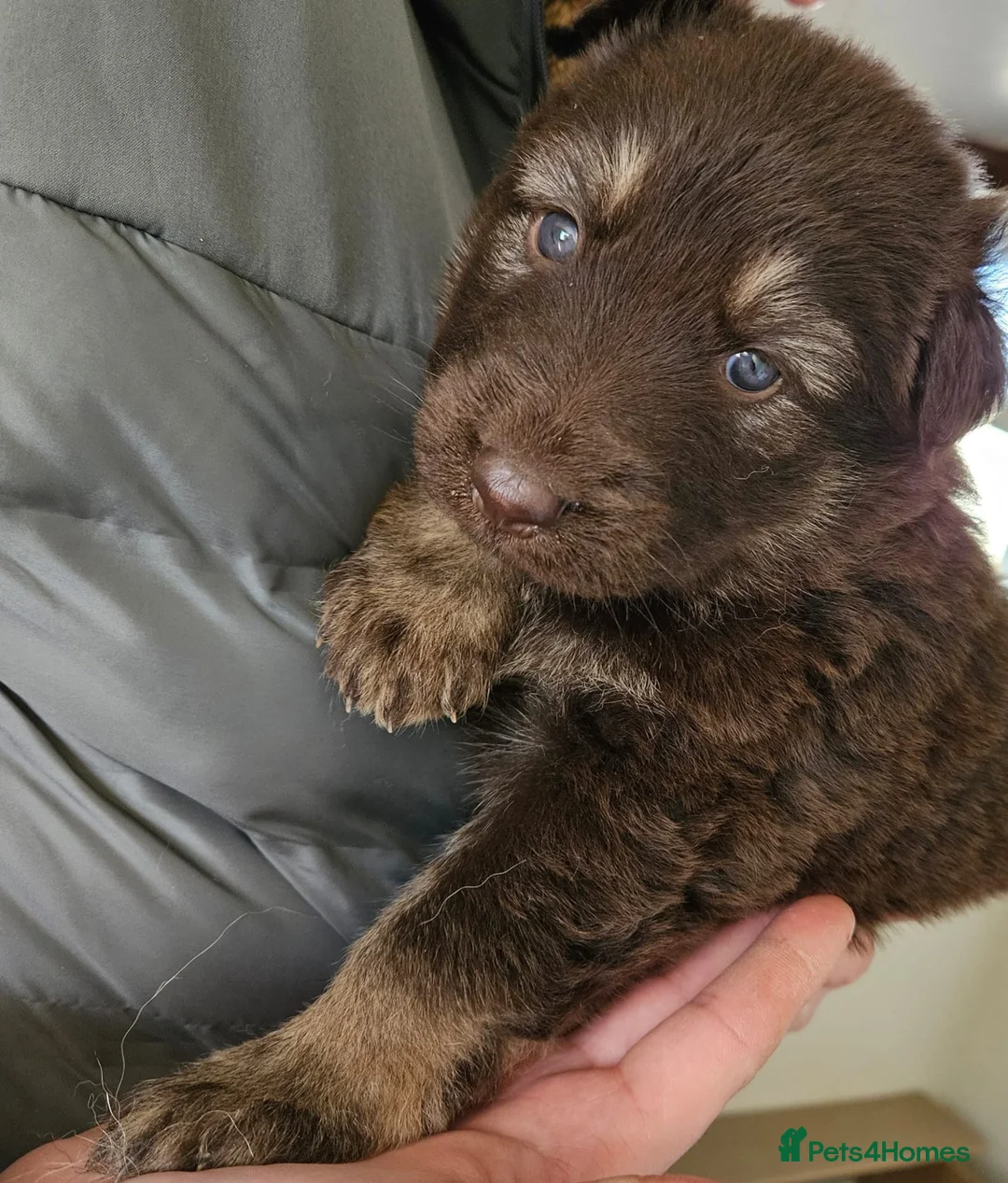 German Shepherd dogs for sale: German Shepherd Puppies for sale - Advert 1